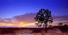 Joshua Tree Photo 2