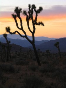 Joshua Tree Retreat Center Holotropic Breathwork Workshop